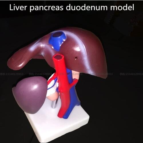 Medical Liver pancreas duodenum model Human visceral model Human Teaching model organ model Human Body Anatomy Medical Model