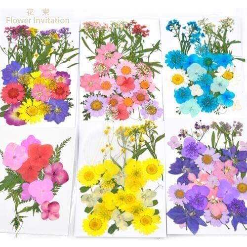 Flower Invitation Mixed Dried Plant Specimens DIY Hand Pressed Flowers Natural Dried Flowers