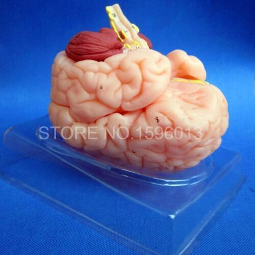 HOT Deluxe Brain Anatomical Model, Human Brain Model 8 parts, Medical Brain Model