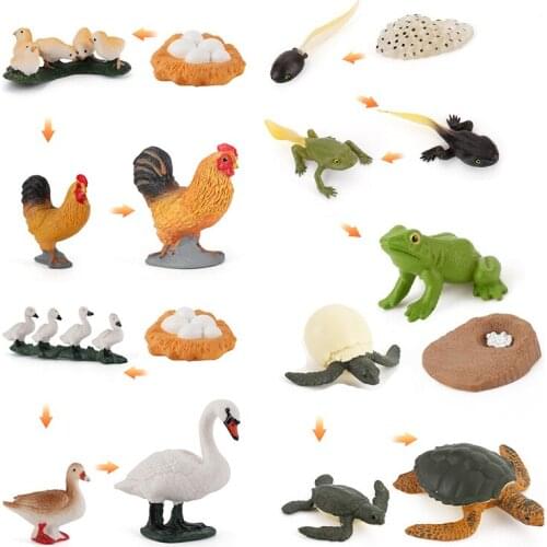 Simulation Poultry Chicken Hen Duck Goose Turtle Fish with Life New PCV Animals Cycle Action Figures Model Educational Toys Kids