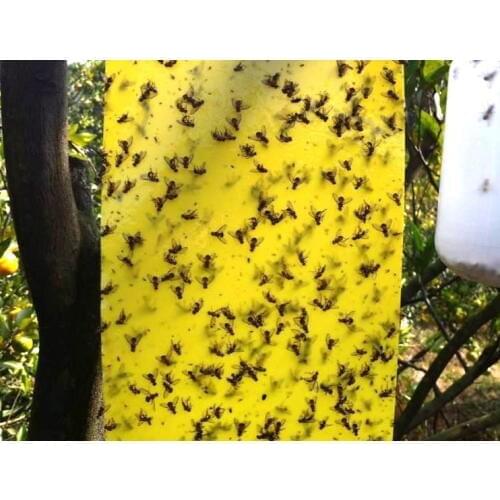 10Pcs Very Big Outdoor Traps Flies Control Glue Board, Mosquito Flying Aphids whitefly leafhopper Thrips Fly Reject Double Sided