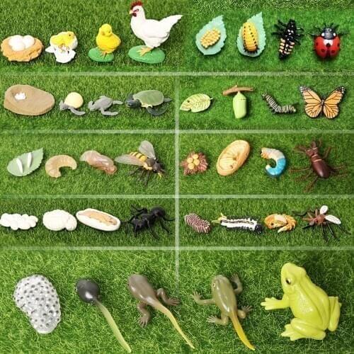 Simulation Animals Life Cycle Animal Figurines,Frog Ant Mosquito Sea Turtle Chicken Butterfly Growth Cycle Model Figures toys