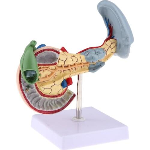 Human Anatomy Model - Life Size Pancreas Spleen and Gallbladder with Stand