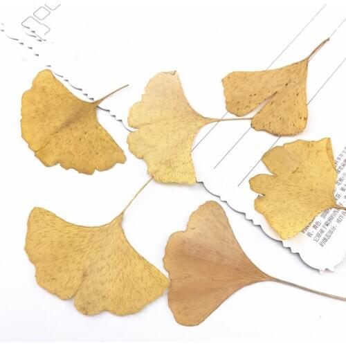 20pcs,Natural Pressed Ginkgo leaves,Eternal Real leaves for DIY Wedding invitation Art Bookmark Gift Card,Scented candles decor