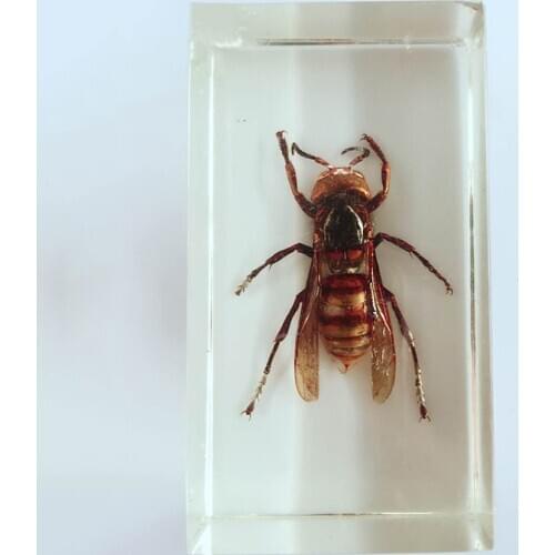 Transparent Resin Bee Embedded Specimens Real Insect Specimen Vespidae Biological Entomology Teaching Aids Resin Handicraft