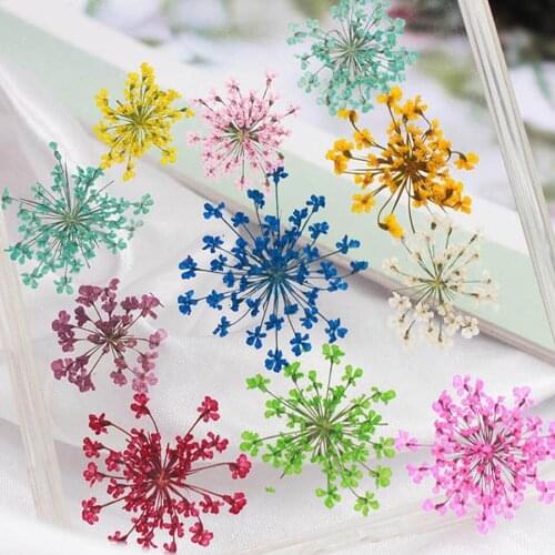 250pcs Pressed Dried 20-25mm Ammi Majus Flowers Plant Herbarium For Jewelry Postcard Invitation Card Phone Case Bookmark DIY
