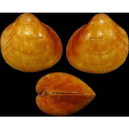 Lyrocardium aurantiacum Sea Shells Natural Scallop Seashell Beach Wedding Decorations Home Decor Ocean Ornaments