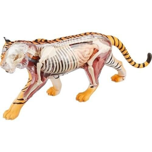4D Master 4d Tiger Anatomy Model