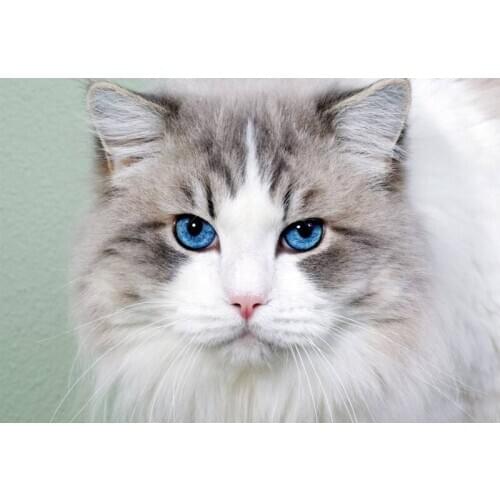 SenyuArt 5D Full Round Square Diamond Painting Picture Animal Cat Mosaic Embroidery Cross Stitch Kit Home Decoration Handwork 3d