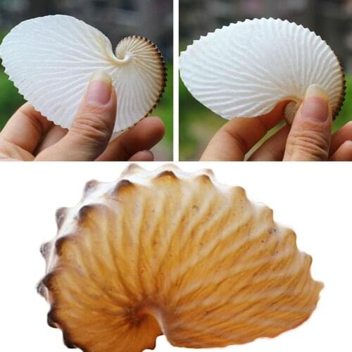 Natural Conch Shells Wide Boat Octopus Boat Stern Specimens Snail Boat Octopus Collection Gifts Decoration Decoration Coral