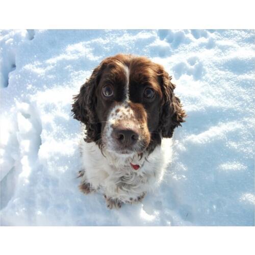 Full square round diy diamond painting springer spaniel 5D diamond embroidery dog crystal home decor cross stitchZP-1895