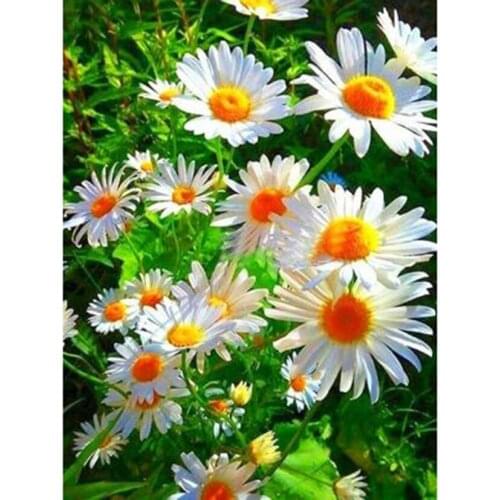 Diamond Painting 5D DIY Square/Round Diamond Flower Painting Prairie Daisies Scenery Picture Cross Stitch Art Decoration TX566