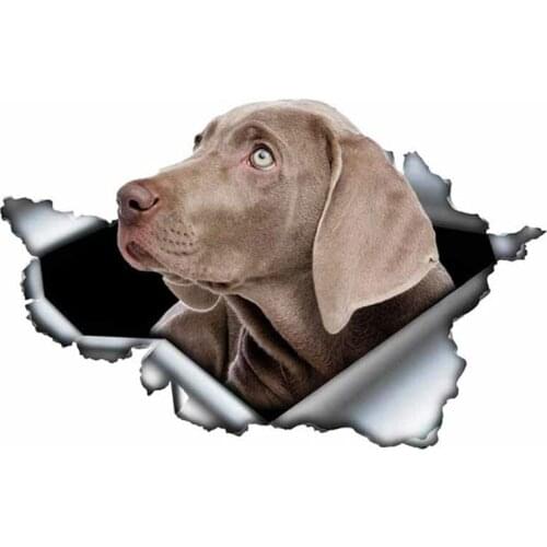S50078# 13/15/17CM Personality PVC Decal Weimaraner V4 Waterproof Car Sticker on Motorcycle Laptop Decorative Accessories