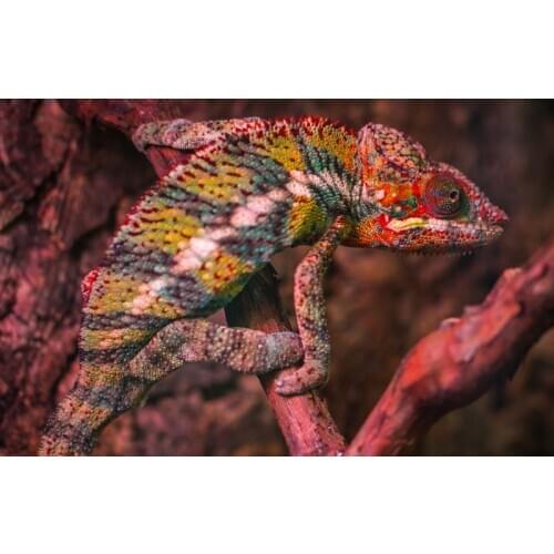 5D Full Drill Square Diamond painting Chameleon Diamond Embroidery Home decoration rhinestones picture Not folding canvas