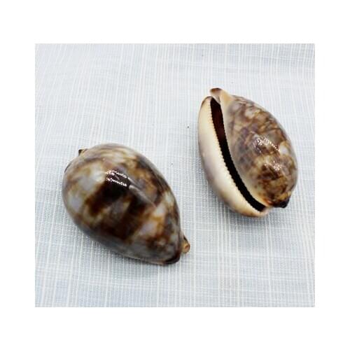 Rare treasure snail shell natural shell conch gift a variety of treasure snails collection specimens birthmark gray flower pillo