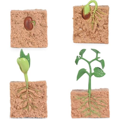 1 Set Simulation Plant Seed octopus Set Life Cycle Action Figures Educational Childrens Cognitive Plant Growth Cycle Model Gift