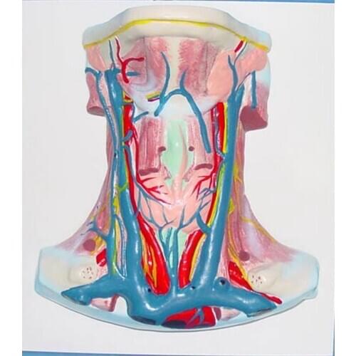 Human neck Muscle Anatomical Model Human Anatomy Medical Teaching model free shipping