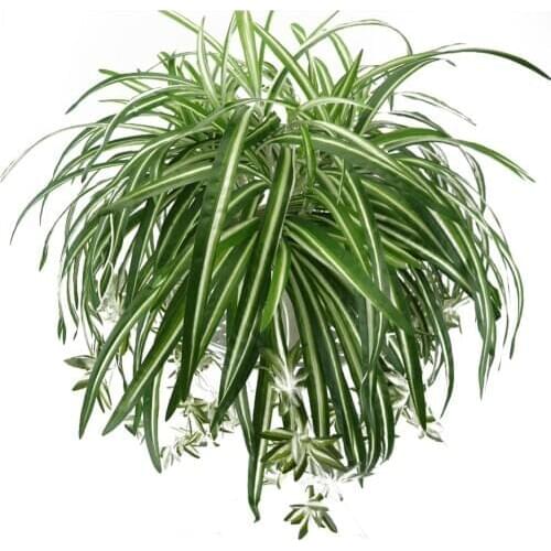 1 Bunch Artificial Chlorophytum Silk Flower Orchids Plant Wall Mounted Simulation Rattan Artificial Plants