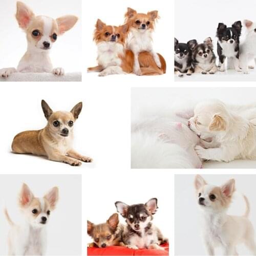 5D DIY Diamond Painting Chihuahua Dog Dog Diamond Painting Cross Stitch Diamond Embroidery Mosaic Home Decoration