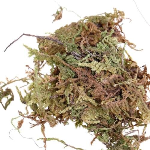 10g Sphagnum Moss Moisturizing Nutrition Organic Fertilizer For Phalaenopsis Orchid Musgo Sphagnum Sphagnum Moss Garden Supplies