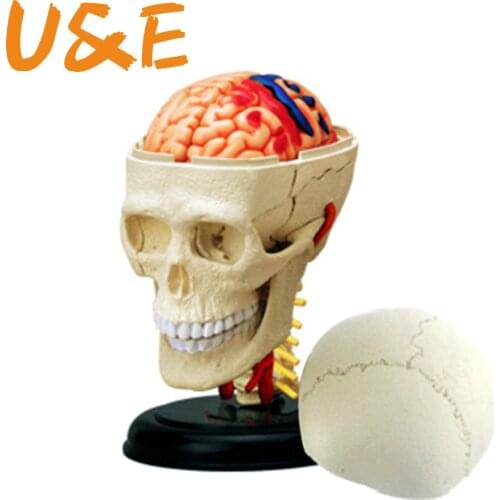 4d Skull human anatomical anatomy model replica skull bone brain body organs model medical supplies and equipment