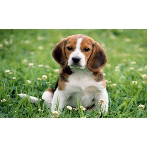 Diy Diamond Painting Animal Diamond Cross Stitch Resin Square/round Diamond Sets Decorative Diamond Embroidery Dog