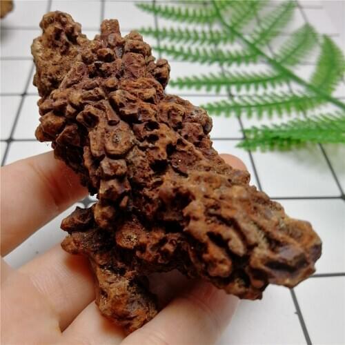 Healing Quartz Crystals And Stones Specimen Fossil COPROLITE Fossilized Dinosaur Poop Specimen Fossil Madagascar Gift Colle