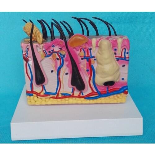 Human Mite Skin Anatomy Enlarged Model Hair Follicle Skin Structure Medical Teaching Explanation Model