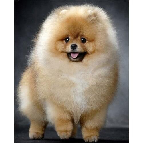 New 5D DIY Diamond Painting Full Square Round 3D Embroidery Pomeranian Pictures of Rhinestones Cross Stitch Kit Room Decor DF636