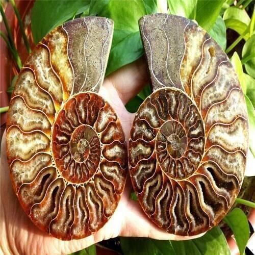 2pcs snail crystal cavity specimen of chrysanthemum fossil