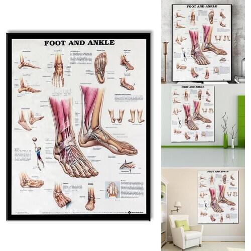 Human Body Chart Anatomy Foot And Ankle Poster Anatomical Chart Human Body Educational for Human anatomy posters