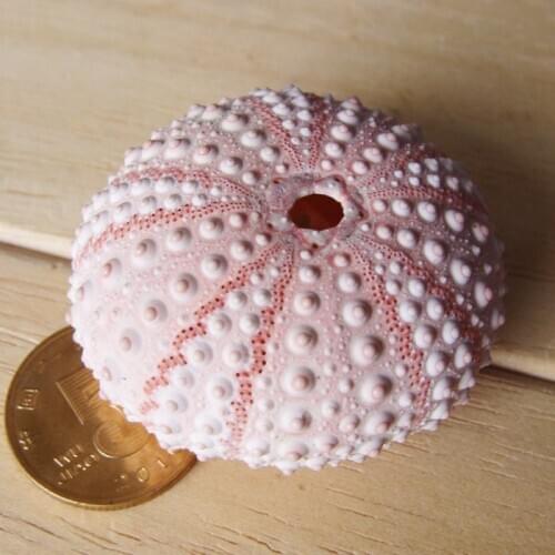 10PCS NATURAL SMALL PINK SEA URCHIN BOTTLE SET NATURAL SHELL&CONCH BEACH WEDDING&PARTY&HOLIDAY DECOR