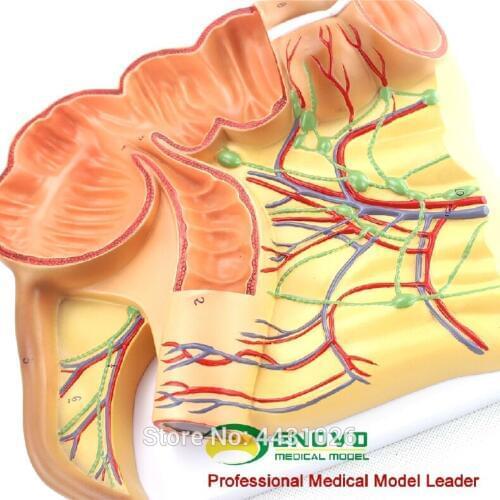 ENOVO The anatomy model of human body medicine in the blind appendix of the appendix