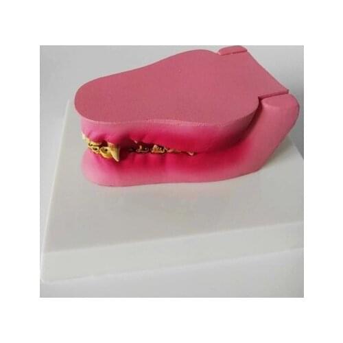 Pathological dog tooth model Animal bones Veterinary teaching equipment free shipping