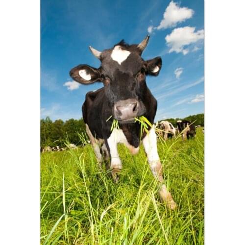 New Arrival Cow Animals Canvas Poster Prints Modern Home Decoration 50X75cm60X90cm Wall Art Painting Nordic Satin Posters