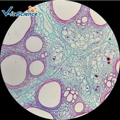 100PCS Microscope prepared slides for Teaching and Medical expriments