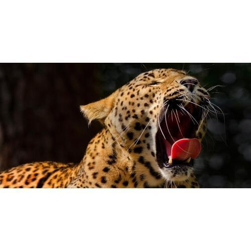 Animals Pattern Towels Custom Leopard Printed Microfiber Beach Towel Gym Sport Drying Travel Bath Towel 70x140cm