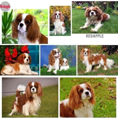 5d diy Diamond painting cross stitch Cavalier King Charles Spaniel full square diamond embroidery diamond mosaic cute pet dog