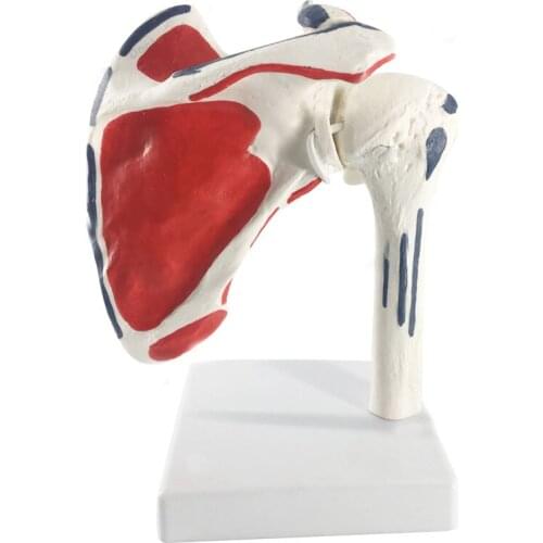 Human Shoulder Joint Anatomy Model Medical Science Teaching Resources Dropshipping