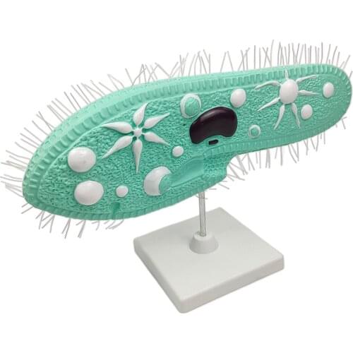 Paramecium Model Biology Classroom Study Teaching Aids Supplies Accessories