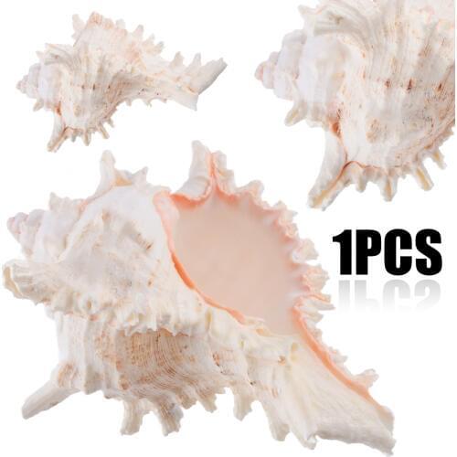 1pc New Large Queen Nautical Shells Conch Natural Seashell Beach As Craft Ornaments Home Decoration Home Furnishings