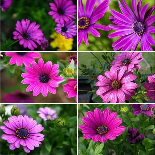 EverShine 5D Diamond Painting Full Drill Square Flower Diamond Embroidery Picture Of Rhinestones Mosaic Art Handmade Hobby