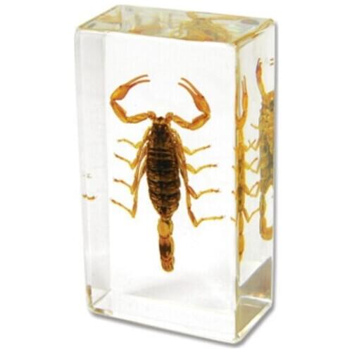 Resin Scorpion Embedded Specimen Real Drenched Scorpion Specimen Model Biology Research Aid Creative Resin Handicraft