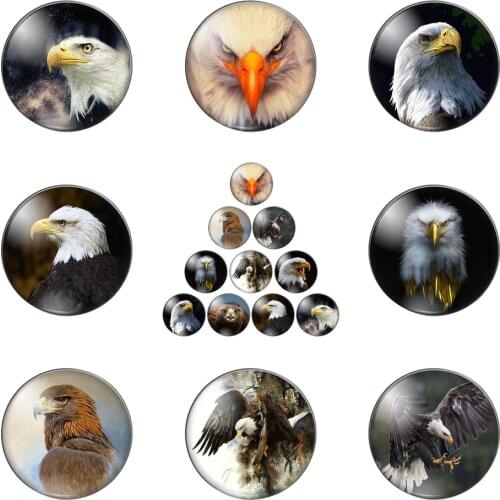 New Animals Eagle Beauty round Photo Glass Cabochon Demo Flat Back Making Findings Handmade DIY Accessories