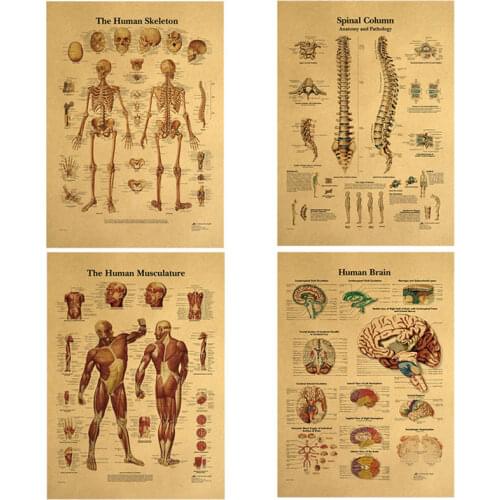 Human Body Structure Poster Print Brain Skeletal Muscle Hand Retro Hospital School School Office Decoration Kraft Paper 42*30cm
