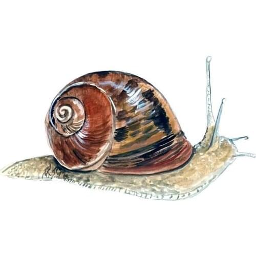 Beautiful Snail Mollusc Mollusk Shell Vinyl Decal Auto Boat RV Camper Window Body Car Sticker Graphic Cover scratches waterproof