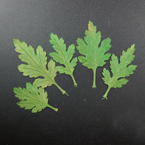 60pcs Dried Pressed chrysanthemum Leaf Leaves Plant Herbarium For Jewelry Bookmark Phone Case Scrapbook Postcard DIY
