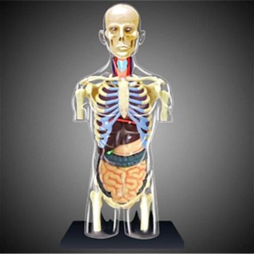 Human body 1:6 internal organs anatomy 4D master puzzle assembly toys Medical models