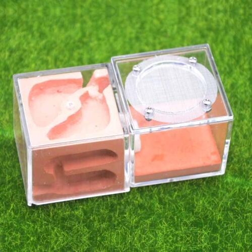 Red Acrylic Ants Plaster Nest Three-dimensional Ant Nest Breeding Ant Nest Ant Farm Workshop