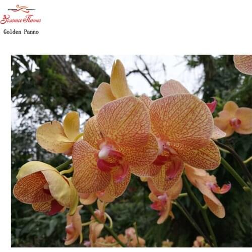 Diamond painting Diamond embroidery full square mosaic 5d diy flowers pictures of rhinestones pictures by numbers